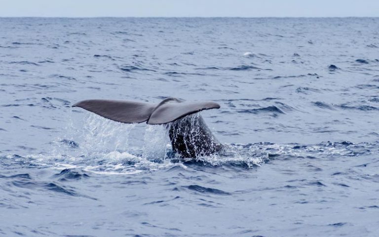 Boca Chica Whale Watching