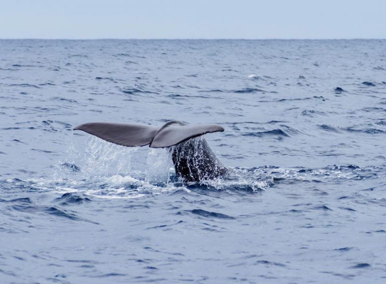 Boca Chica Whale Watching