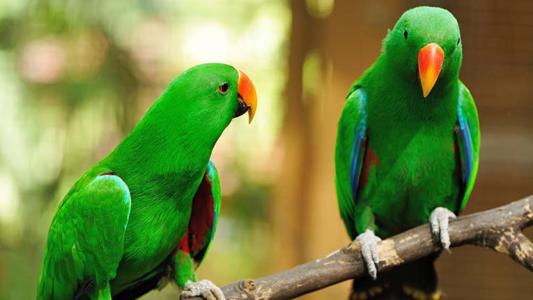 Parrots Las Lajas