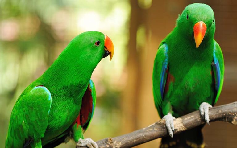 Parrots Las Lajas